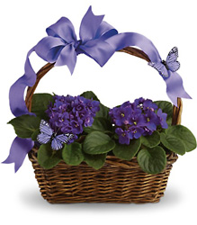 Violets and Butterflies from Chillicothe Floral, local florist in Chillicothe, OH